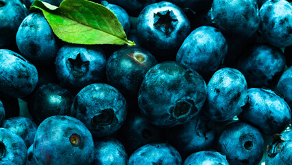 a lot of blueberries close-up