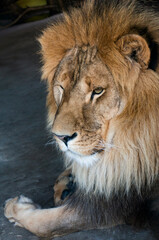 Naklejka na ściany i meble close-up of an African lion