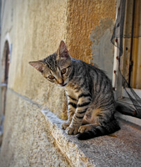 Obraz premium A cute stray cat sitting in front of a house