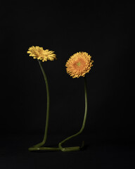 Dwa żółte kwiaty 