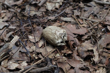 An old Cicada cocoon or shell on the forest floor