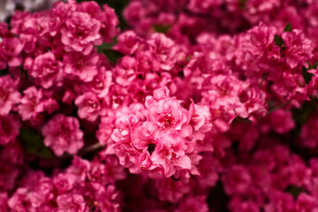 Pink rhododendrons blooming in the garden. Front view.