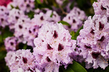 Lilac rhododendrons blooming in the garden. Front view.