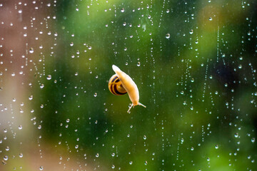 Snail crawling on window with raindrops © Evelien