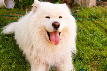 Samoyed lies on the grass with his tongue sticking out. He looks into the camera.
