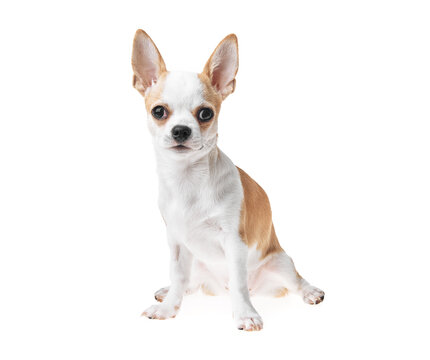 Beautiful and cute white and brown mexican chihuahua dog over isolated background. Studio shoot of purebreed miniature chihuahua puppy.