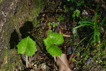 Macro photography of plants after a rainy day. Switzerland.