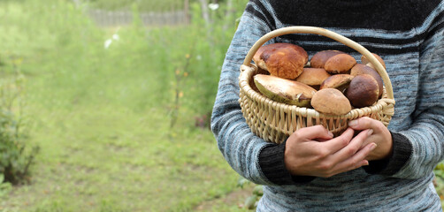 full wicker basket with edible mushrooms in the hands of a mushroom picker. forest delicacies for...