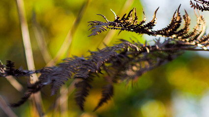 Macro de fougères sauvages, à l'aspect flétri.  L'automne approche dans la forêt des Landes de Gascogne