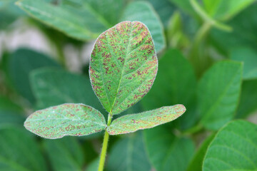 Brown spot (Septoria leaf spot) pustules on the surface of a soybean leaf.