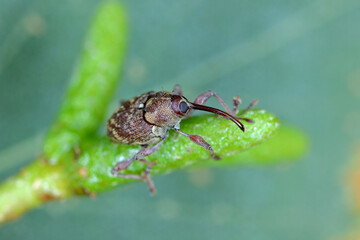 Curculio rubidus, Weevil from family Curculionide.