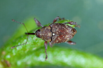Curculio rubidus, Weevil from family Curculionide.