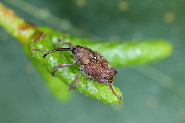 Curculio rubidus, Weevil from family Curculionide.