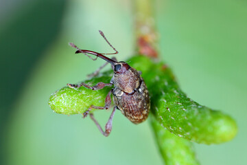 Curculio rubidus, Weevil from family Curculionide. © Tomasz