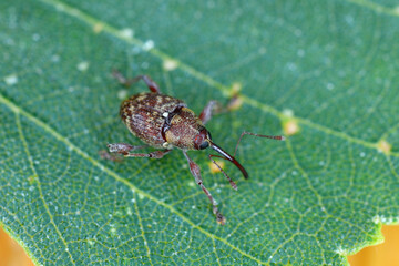 Curculio rubidus, Weevil from family Curculionide. © Tomasz