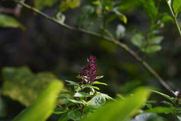 Thai basil (Ocimum basilicum) or sweet basil plant.