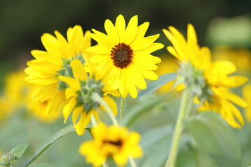 Sunflowers under the sun.  Sunflower blooming.