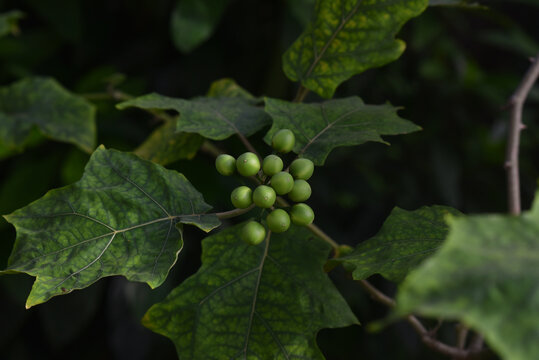 Turkey berry