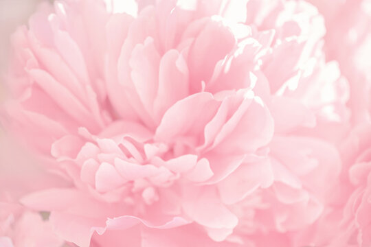 abstract floral pink, blurred background, peony petals for greeting card for wedding, mother's day, valentine's day