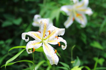 Beautiful Golden-rayed lily in a garden.