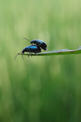 bug on a branch