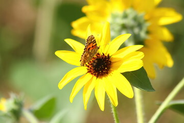 Close up Sunflowers and butterfly with Sunflowers background