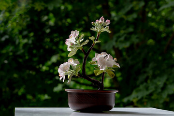 bonsai growing technique, a small tree in flowers stands on the windowsill