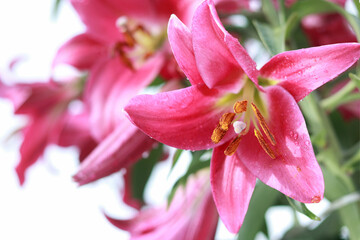 Bunch of fragrant Stargazer pink Asiatic Lily flower in bloom. Close up of pink Stargazer Lilies and green foliage. Lily flowers greeting card background with copy space.  Valentines day. Mothers day
