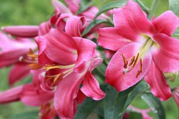 Fototapeta premium Bunch of fragrant Stargazer pink Asiatic Lily flower in bloom. Close up of pink Stargazer Lilies and green foliage. Lily flowers greeting card background . Mothers day. Lilium flower in garden. 