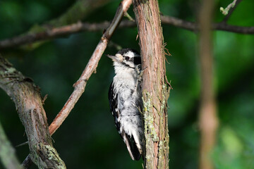 Female Downey Woodpecker bird sits perched on the side of a tree in the forest