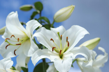 Fototapeta na wymiar White Madonna Lily. Lilium Candidum flower on blue background. Easter Lily flowers greeting card with copy space. Valentines day. Mothers day. Liliaceae. White Lilium Longiflorum with dewdrops