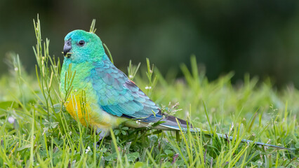 Male red-rumped parrot (Psephotus haematonotus) portrait, Sydney, Australia