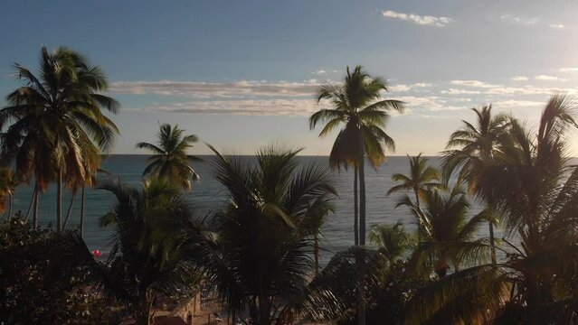 Drone shot of caribbean sea through palm trees