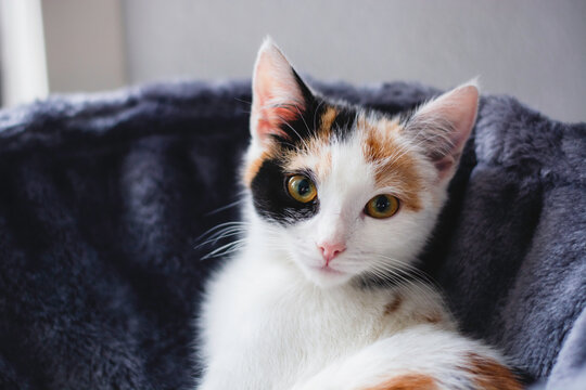 Cute calico kitten lies in a basket and looks at the camera