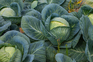 Obraz premium tall round cabbage grows