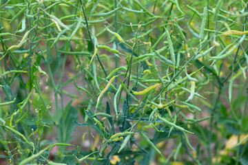 Bladder pod midge Dasineura brassicae damage to oilseed rape pods.