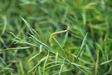 Bladder pod midge Dasineura brassicae damage to oilseed rape pods.