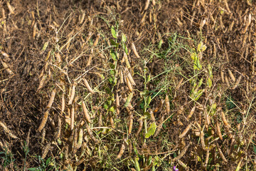 lupin plants on the field