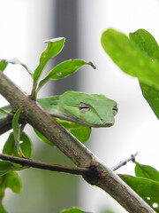 green tree frog