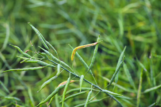 Bladder pod midge Dasineura brassicae damage to oilseed rape pods.