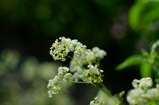 Galium mollugo, common name hedge bedstraw or false baby's breath, is a herbaceous annual plant of the family Rubiaceae.