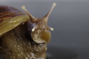 snail on a leaf