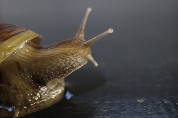 snail on a leaf