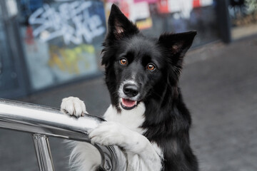 Border Collie dog сlose up. Dog portrait