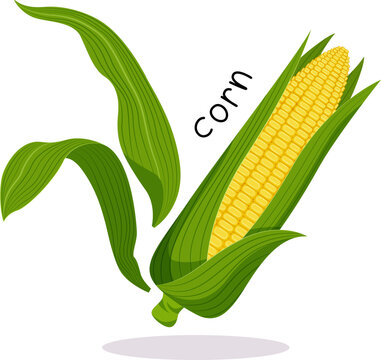 Vector illustration of ripe corn with green leaves and an inscription in a flat style on a white background.