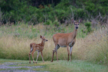 Naklejka na ściany i meble Cute scene of a White tailed deer doe with a fawn in a summer meadow
