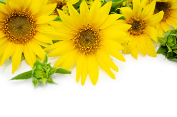 ひまわりの背景