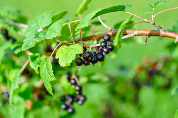 branch full of leaves and berries of blackcurrant