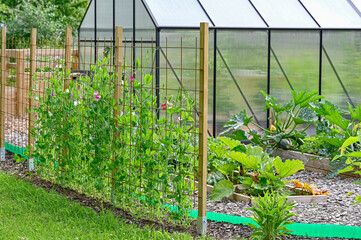 sweet peas and cultivatingboxes near green house in garden