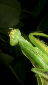 VERTICAL VIDEO: Close-up of large green praying mantis cleaning its head and front paws. Extreme close up